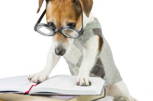 Hund mit Brille liest in einem Buch