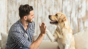 Hund klatscht Mann ab. Szene aus Hundetraining und Hundelehrfilmen